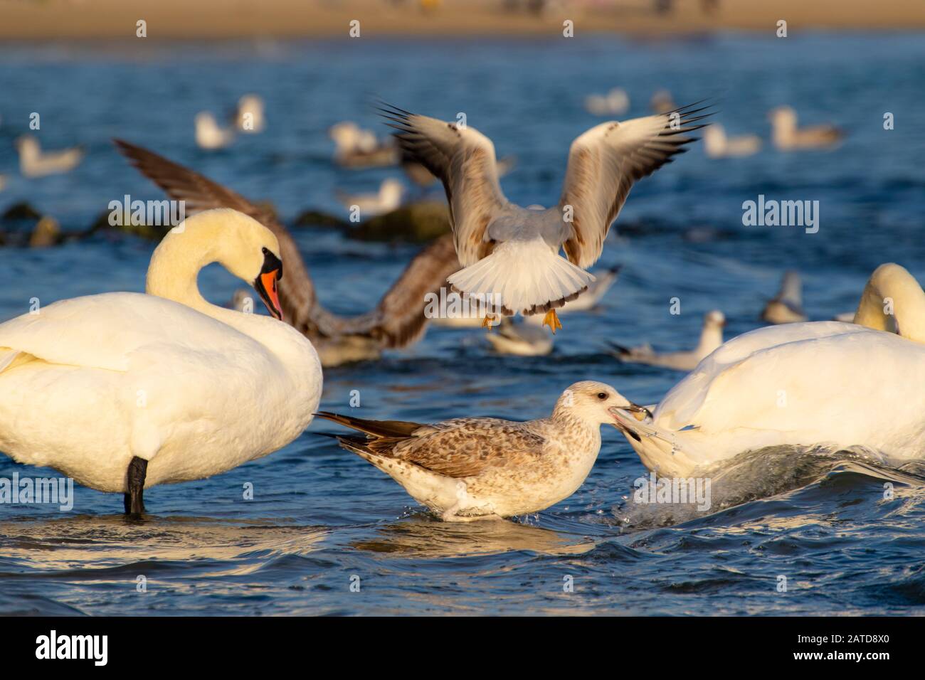 Eine Schar von Vogelschwänen, Silbermöwen - junge und Erwachsene Tiere treiben an einem schönen Wintertag vor der Küste am Varna Strand ein Getue und Hektik auf Stockfoto