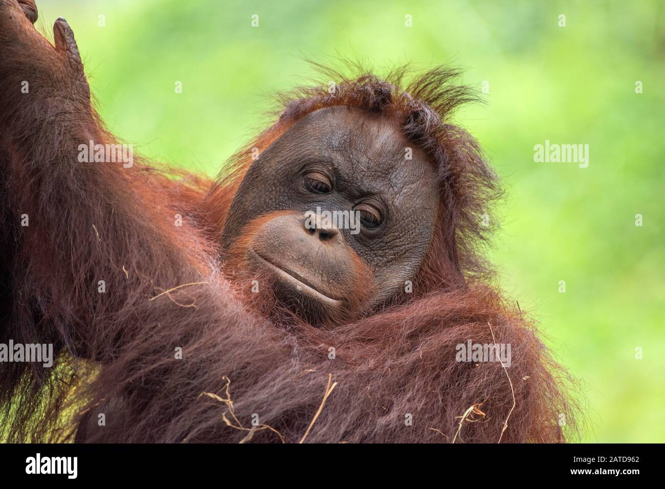 Portrait einer erwachsenen weiblichen Orang-Utan, Indonesien Stockfoto