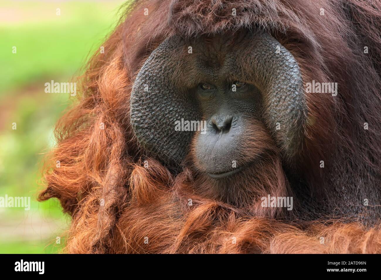Portrait eines erwachsenen männlichen Orang-Utan, Indonesien Stockfoto