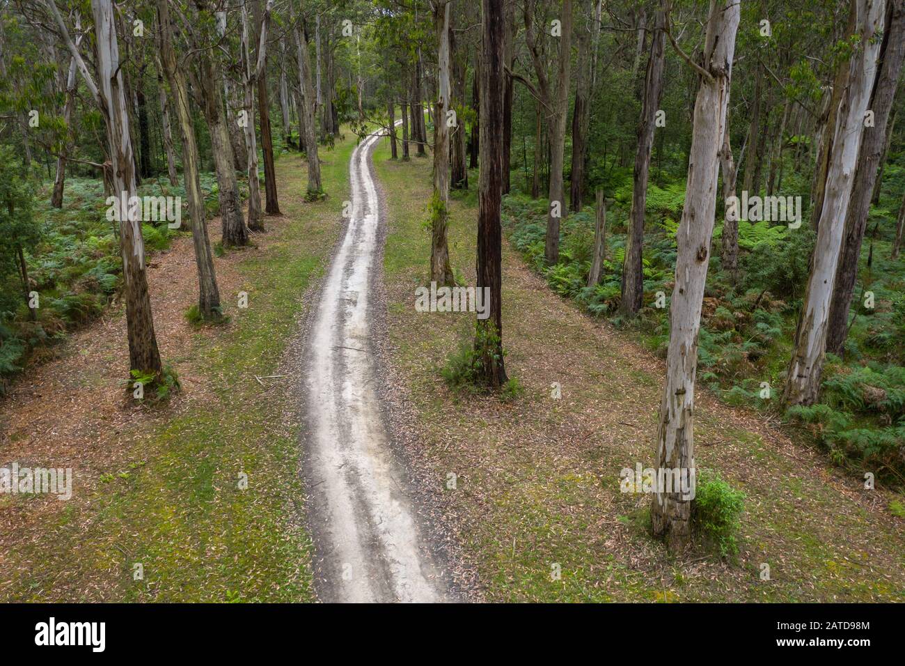 Straße durch den Wald, Great Otway National Park, Victoria, Australien Stockfoto