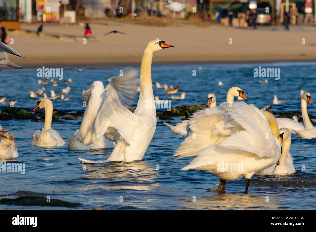 Eine Herde von Vogelzuckern wie Mute Swans, Silver Möwen - junge und Erwachsene Tiere treiben an einem sonnigen Wintertag vor der Küste am Varna Strand ein Getue und Hektik auf Stockfoto