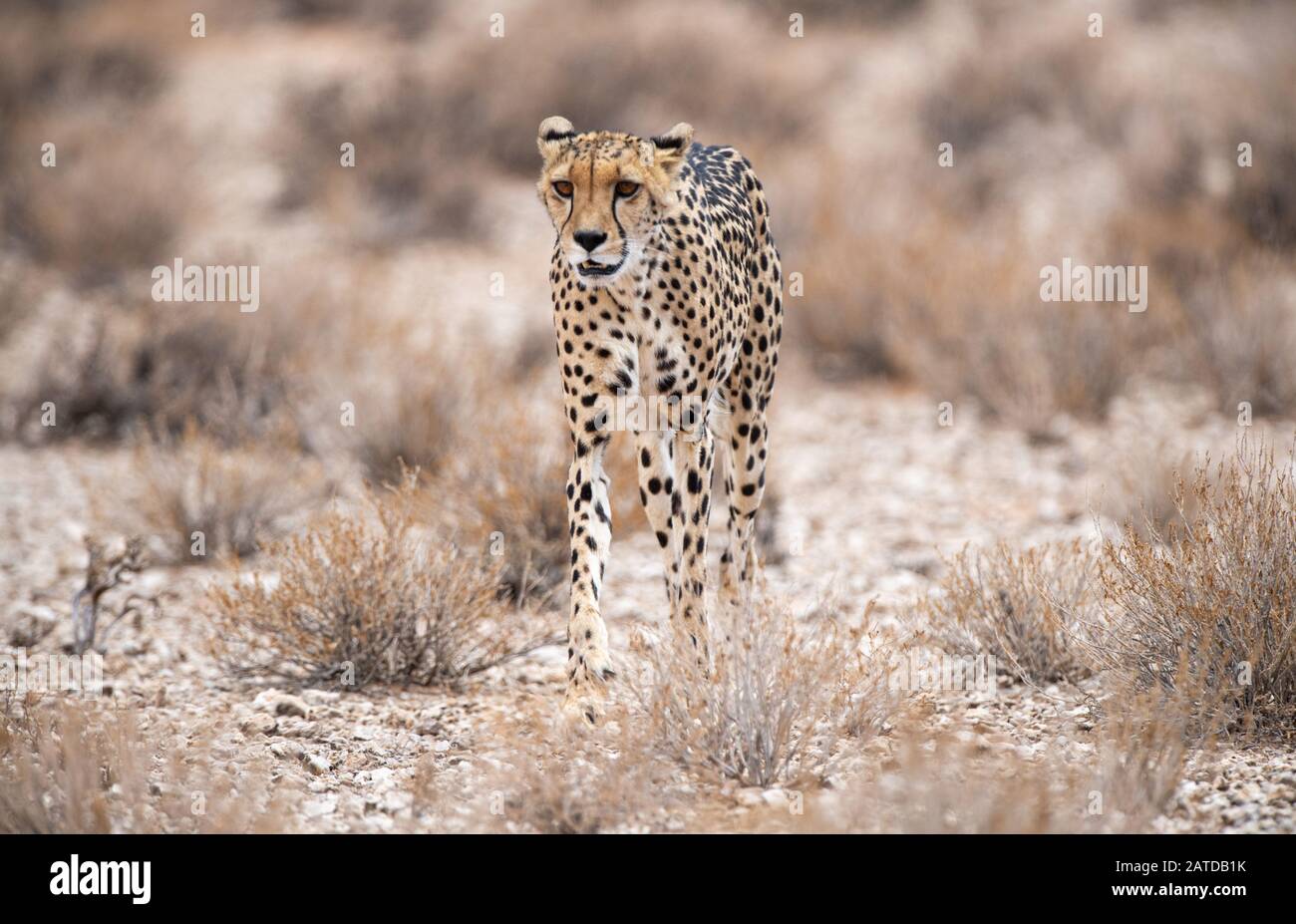 Porträt eines Geparden, der im Busch, Südafrika, steht Stockfoto