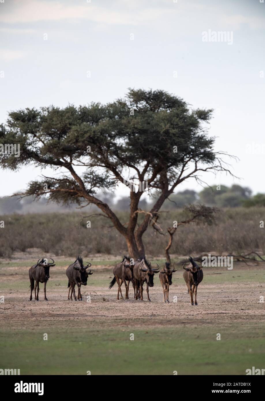 Gruppe der blauen Wildebesten, die an einem Akazienbaum im Busch, Botswana, stehen Stockfoto