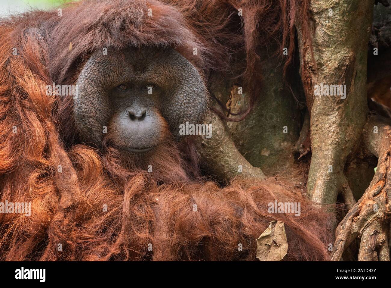 Porträt eines männlichen Orang-Utan, der an einem Baum sitzt, Indonesien Stockfoto
