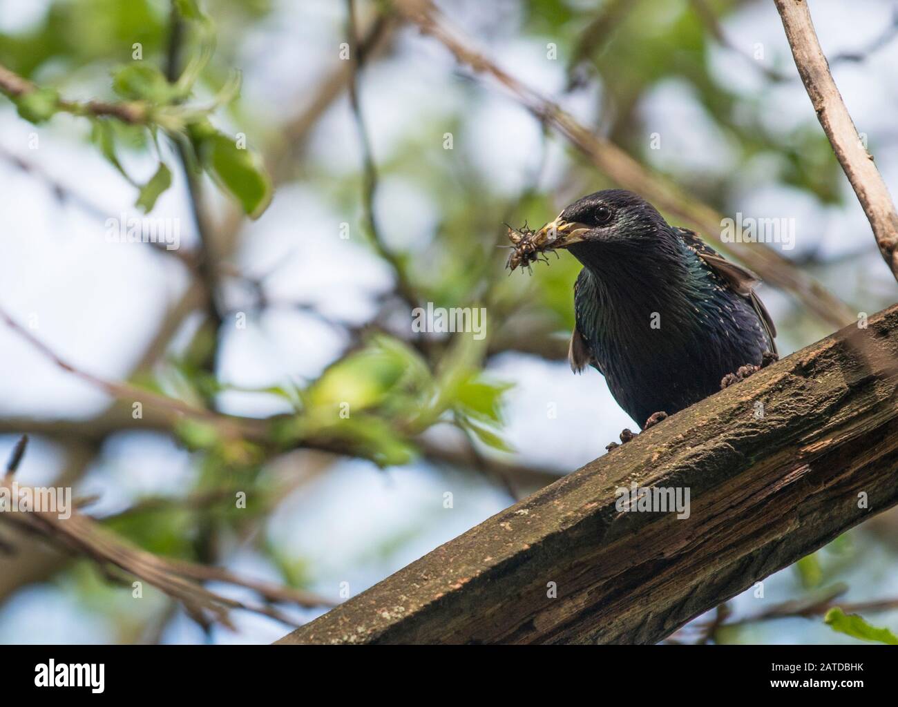 Ein in der Nähe seines Nestes starrender mit Insekten im Schnabel Stockfoto