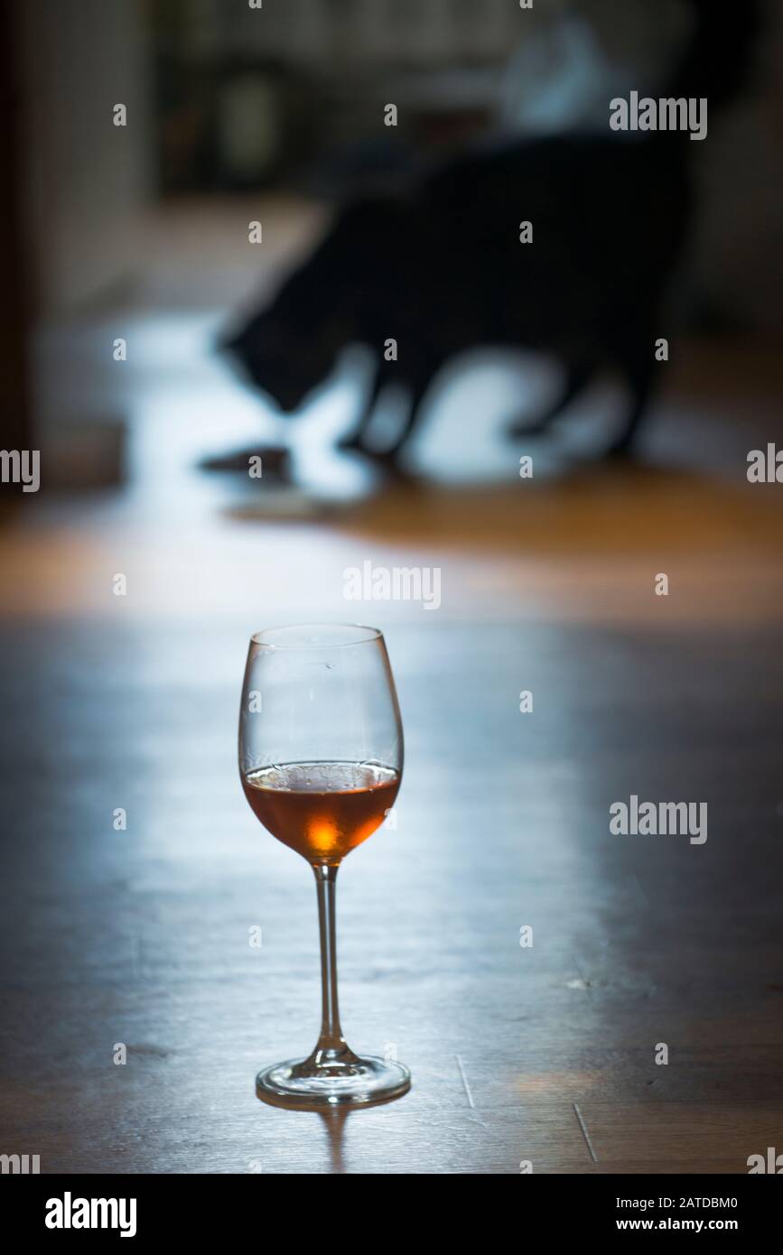 Ein Glas Weißwein, mit einer Katze im Hintergrund Stockfoto