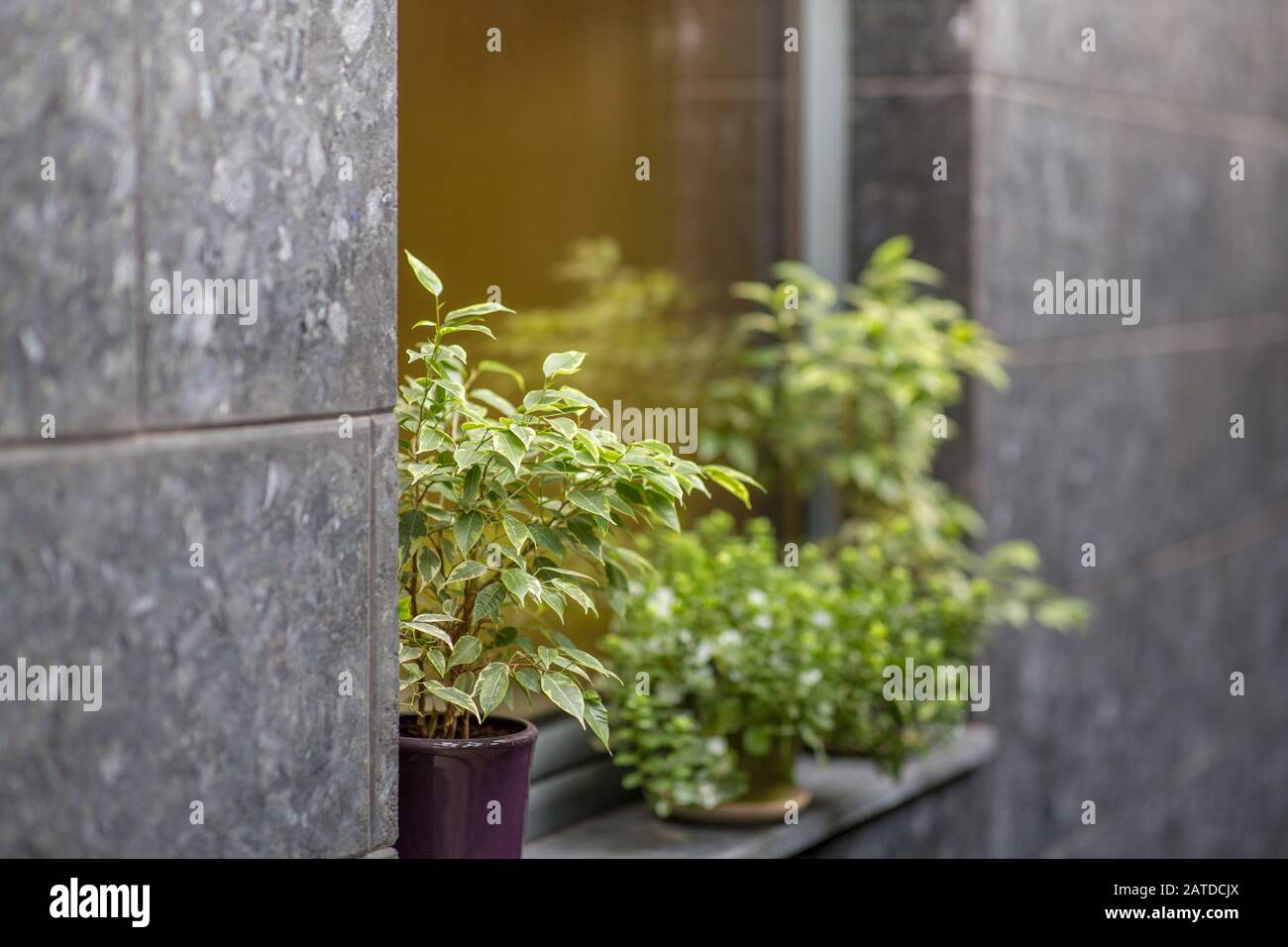 Außenanlagen in Töpfen an Fensterfassade, graue Wände Stockfoto