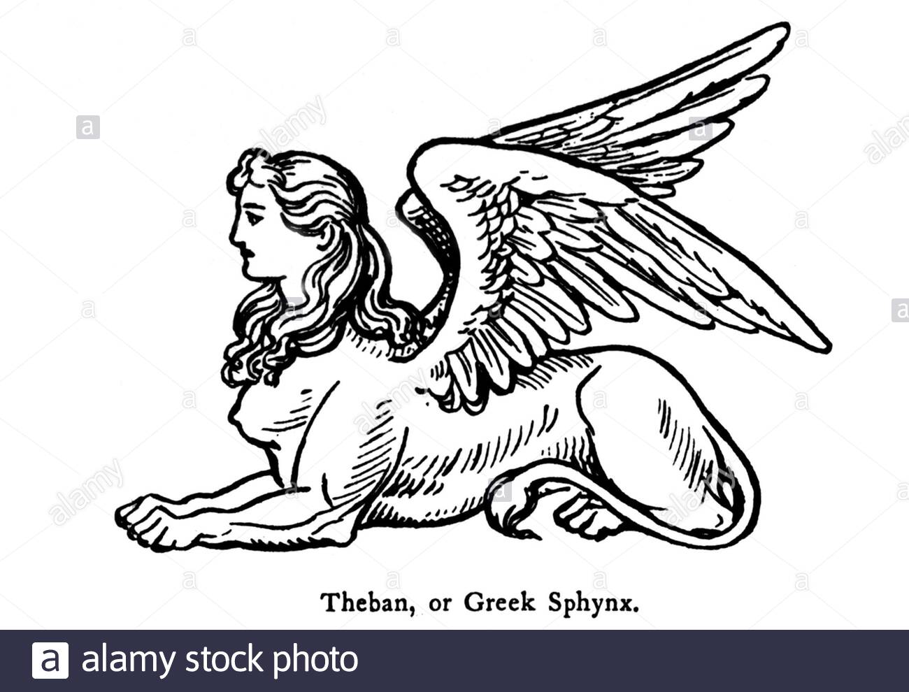Theban oder griechische Sphynx, Jahrgangsabbildung aus dem Jahr 1900 Stockfoto
