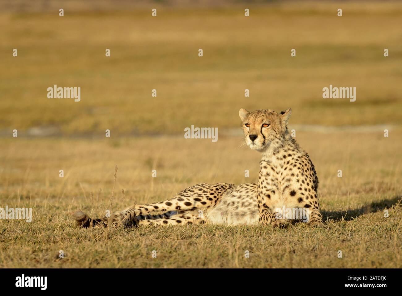 Gepard (Acinonyx jubatus) Porträt, auf Savanne, Ngorongoro Schutzgebiet, Tansania liegend. Stockfoto