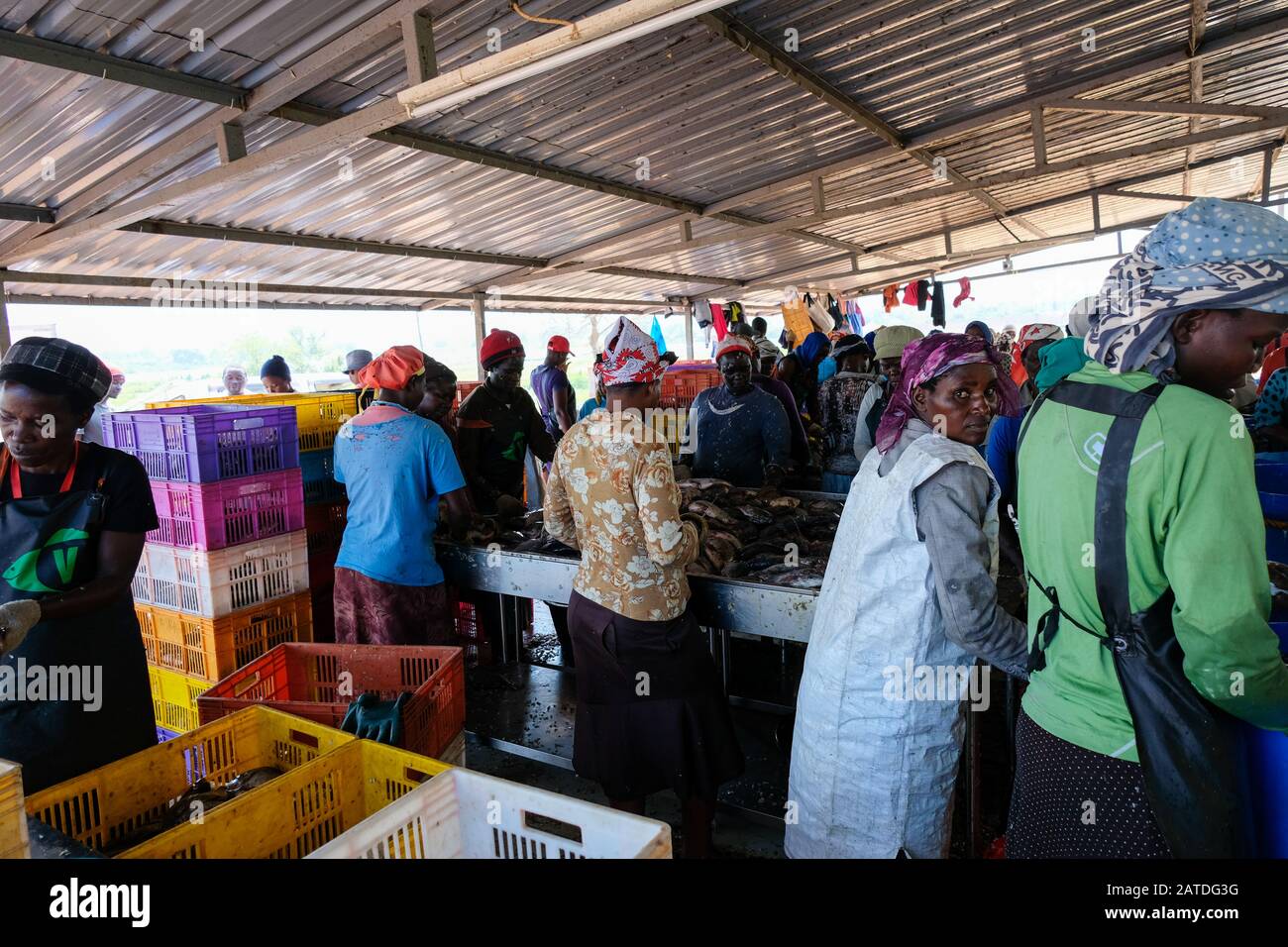 Frauen säubern gezüchtet Tilapia Fische aus Lake Victoria in Kenia, wo Victory Farms hat die größte Aquakultur-Firma. Stockfoto