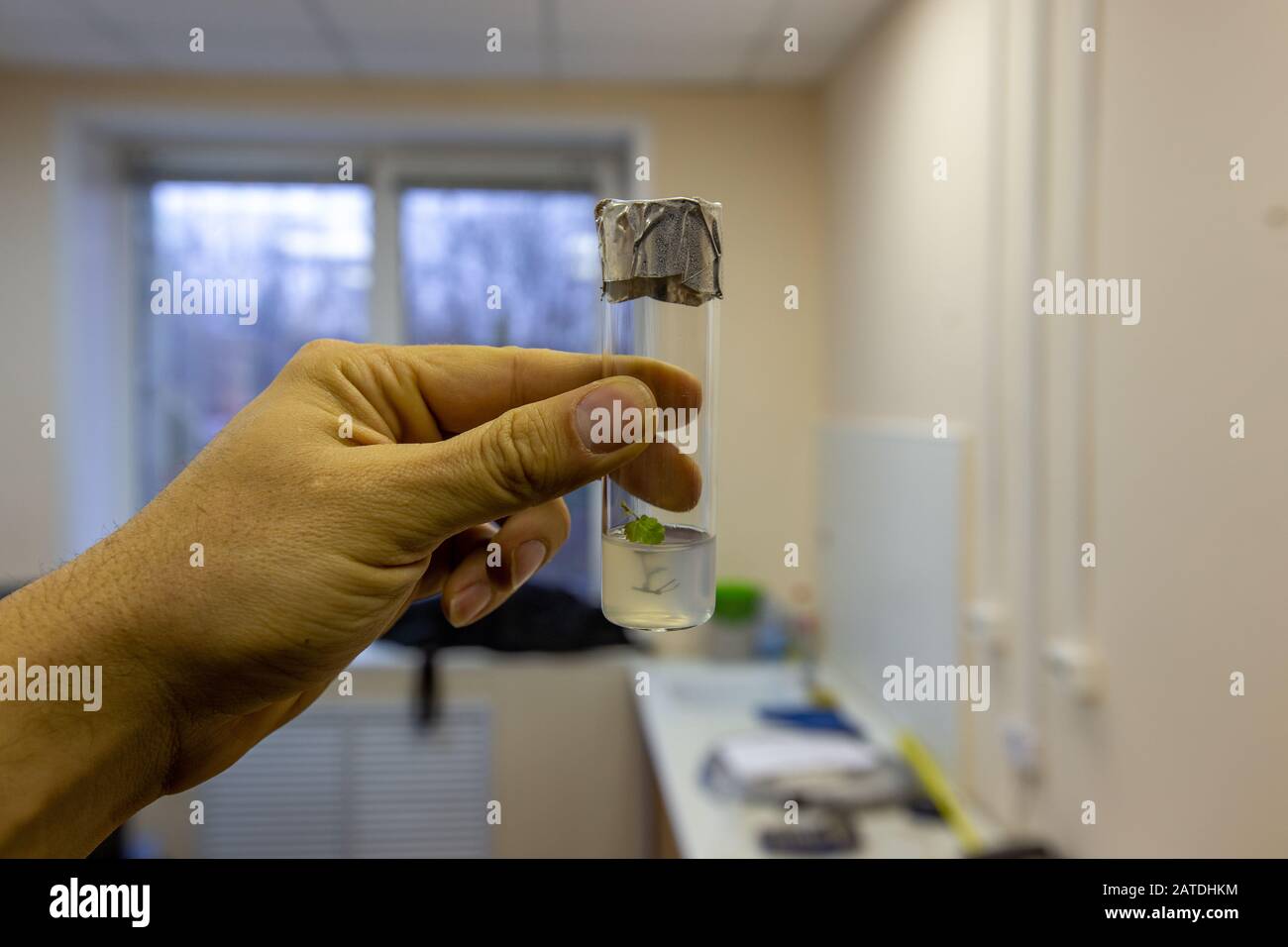 Hand mit dem Reagenzglas, das durch Aluminiumfolie mit in vitro geklonter Mikropflanze in einem Nährmedium verschlossen ist Stockfoto