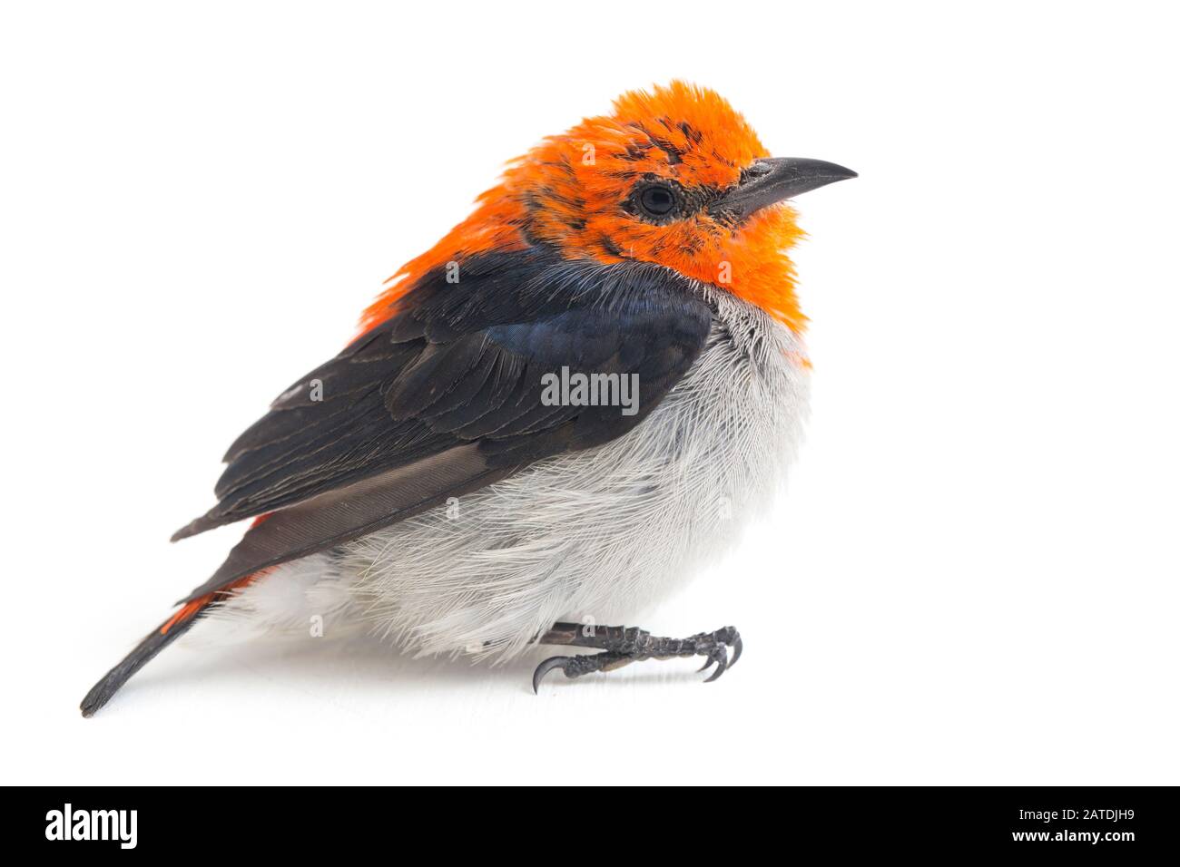 Der scharlachköpfige Blumenpecker (Dicaeum trochileum) isoliert auf weißem Grund Stockfoto