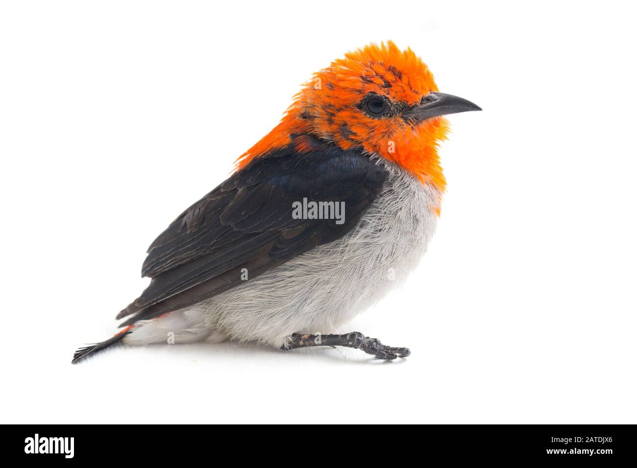 Der scharlachköpfige Blumenpecker (Dicaeum trochileum) isoliert auf weißem Grund Stockfoto