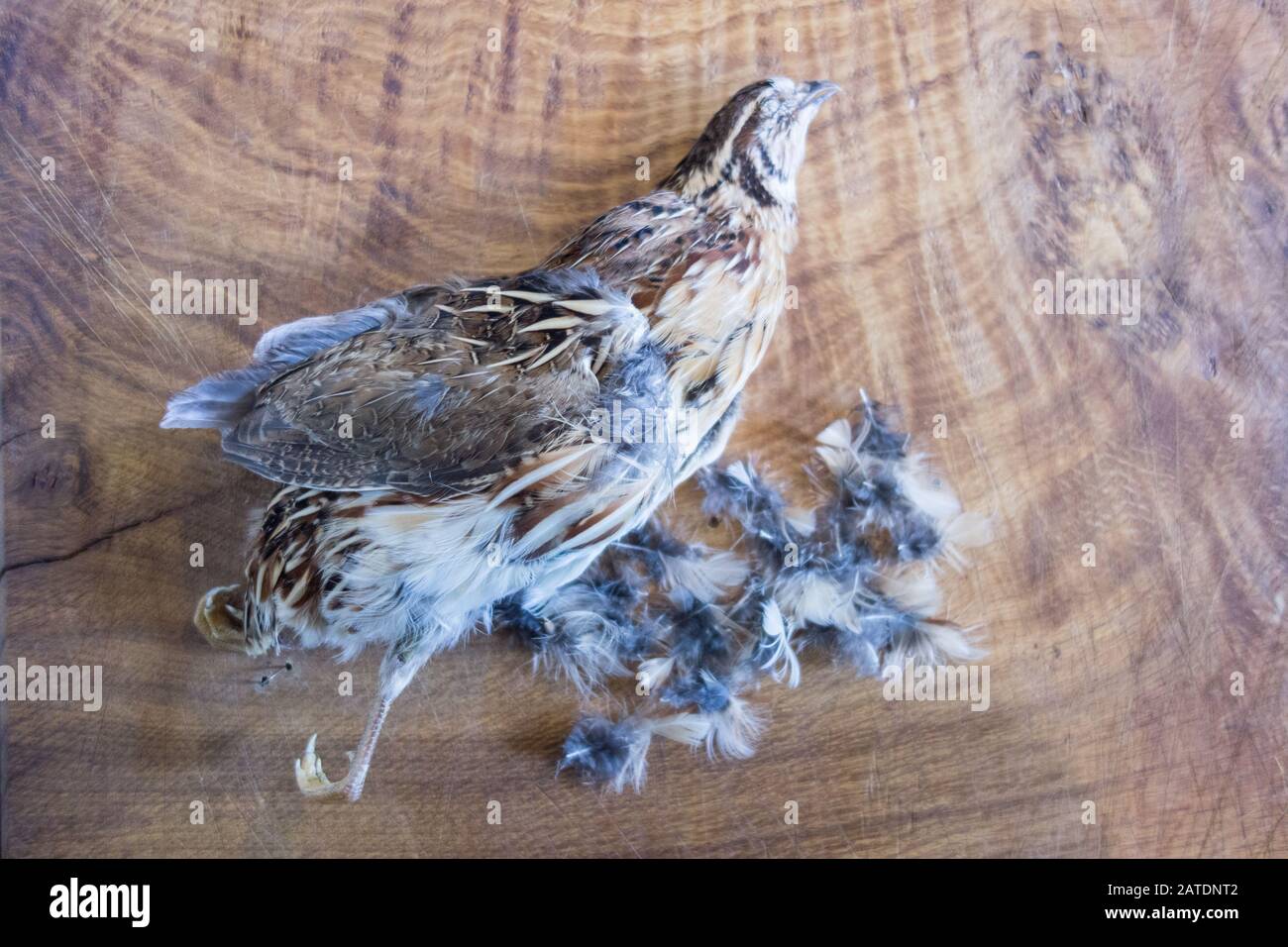 Ein gezupfter Fasan auf einem Küchenschoppbrett Stockfoto