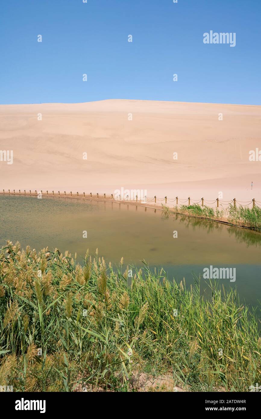 Schilf am Ufer des Wüstensees Stockfoto Schilf am Ufer des Wüstensees Stockfoto
