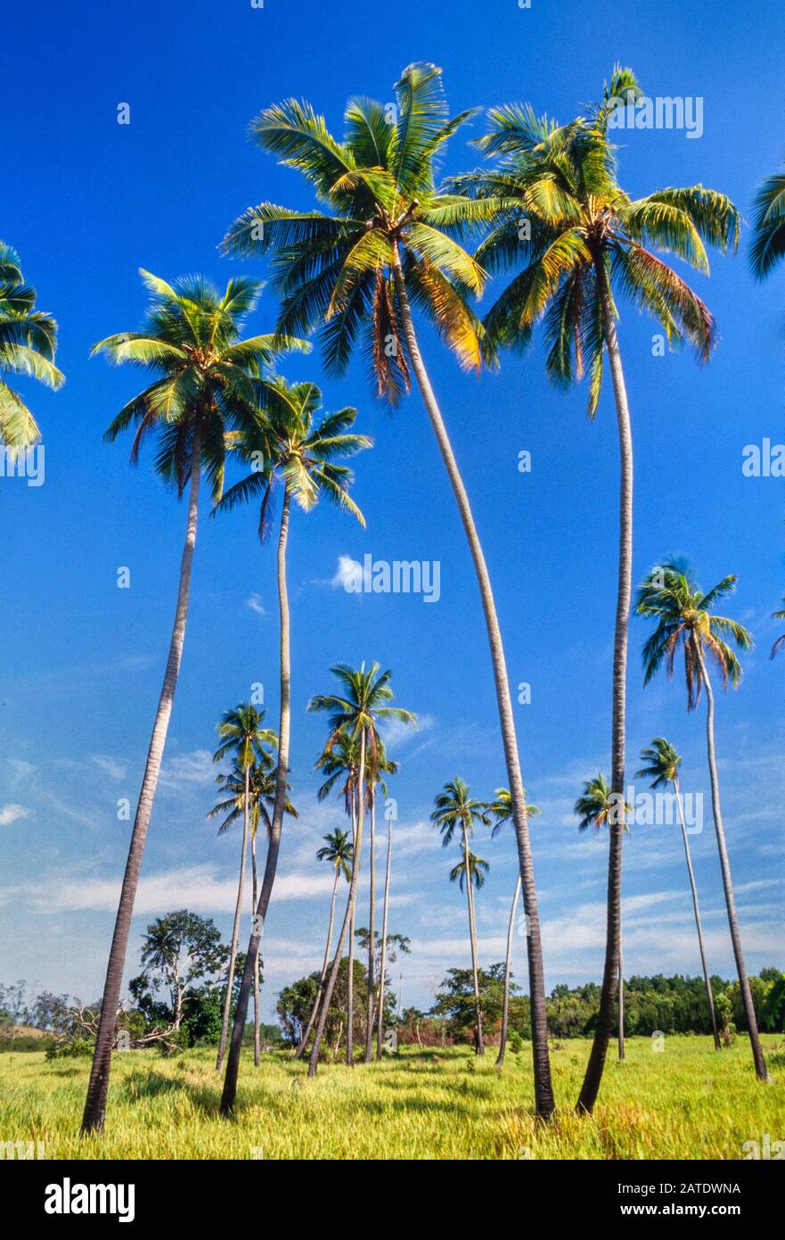Hohe Kokospalmen, Kokosnucifera, Malaysia, helle Sonne, blauer Himmel Stockfoto
