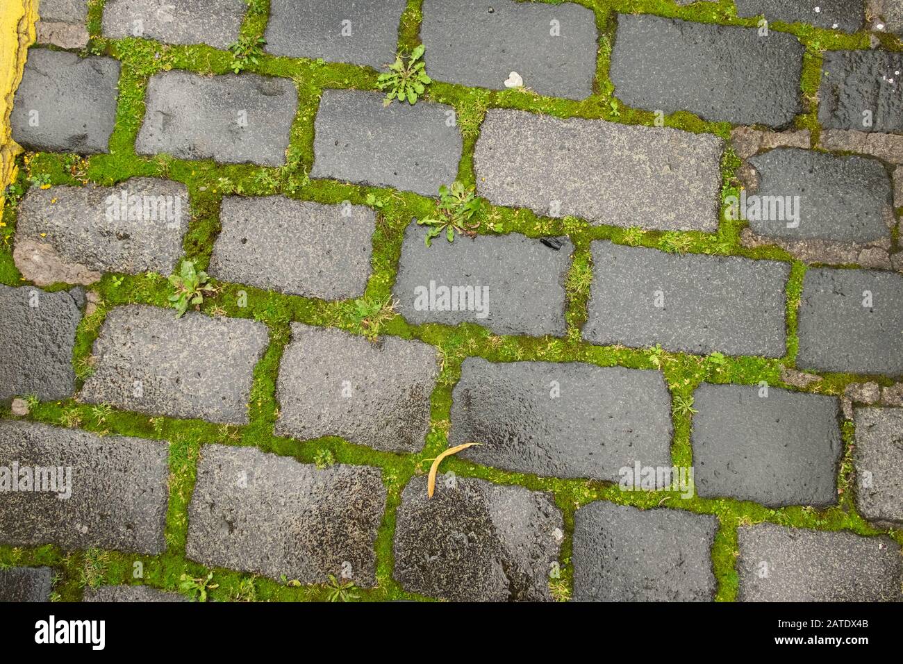 Nahaufnahme der nassen gepflasterten Straße mit Moos in Edinburgh, Schottland, Großbritannien Stockfoto