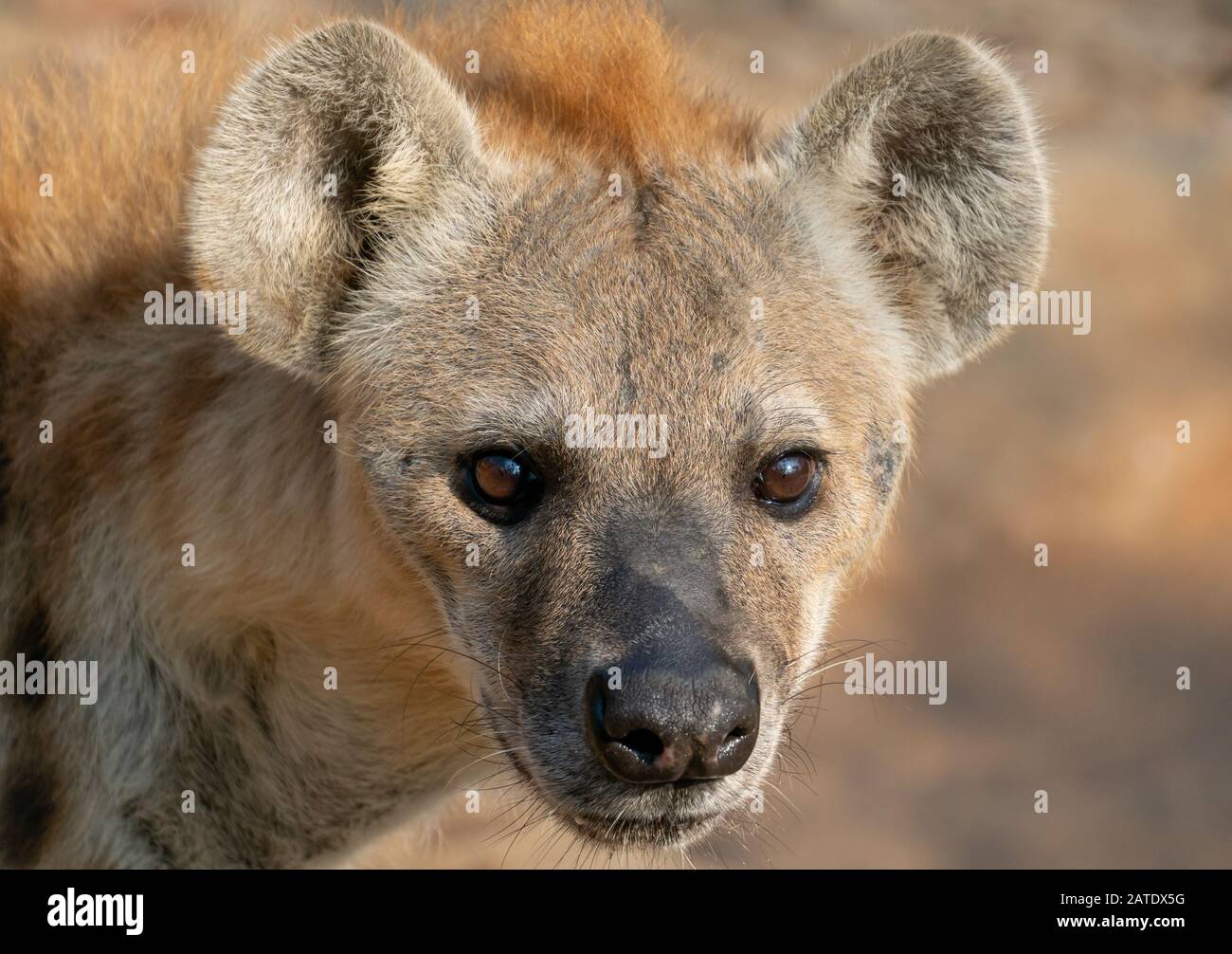 Gepunktete Hyäne oder lachender Hyänenkopf in der Nähe Stockfoto