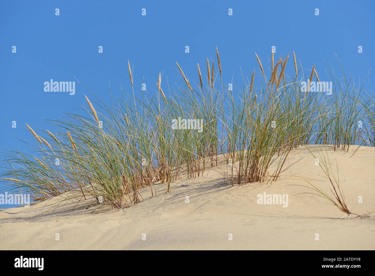 Ammophila arenaria an der Düne von Pilat in La Teste-de-Buch im Gebiet der Bucht von Arcachon im südwestfranzösischen Departement Gironde Stockfoto