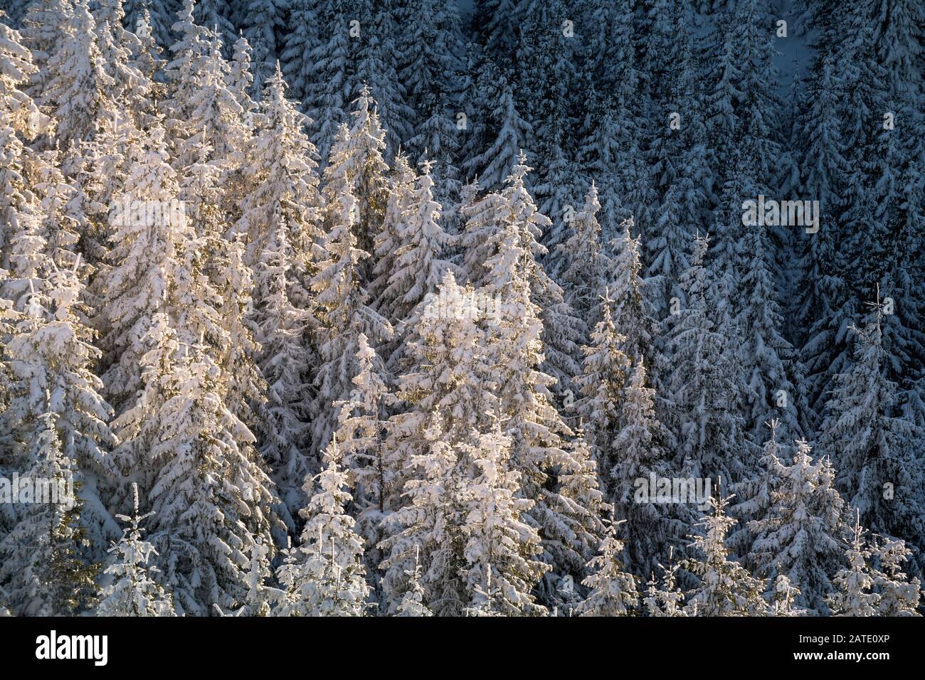 Winter im Ceahlauer massiv im Nationalpark Ceahlau, Rumänien Stockfoto