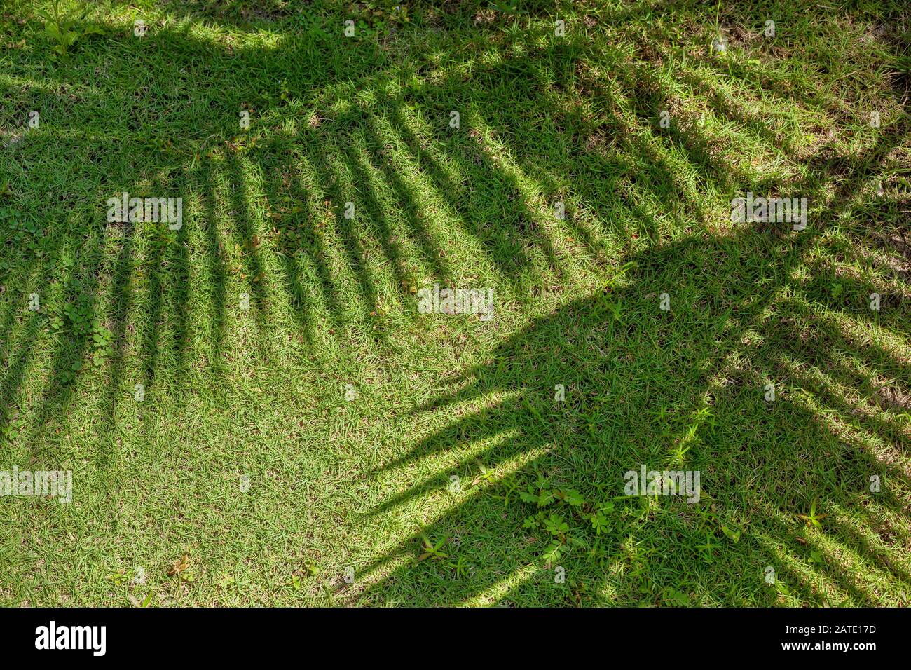 Schatten von Palmenzweig auf Gras dicht oben Stockfoto