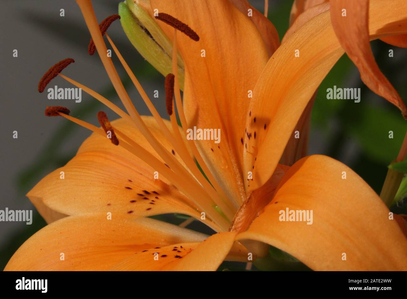 Nahaufnahme eines Orange daylily Stockfoto
