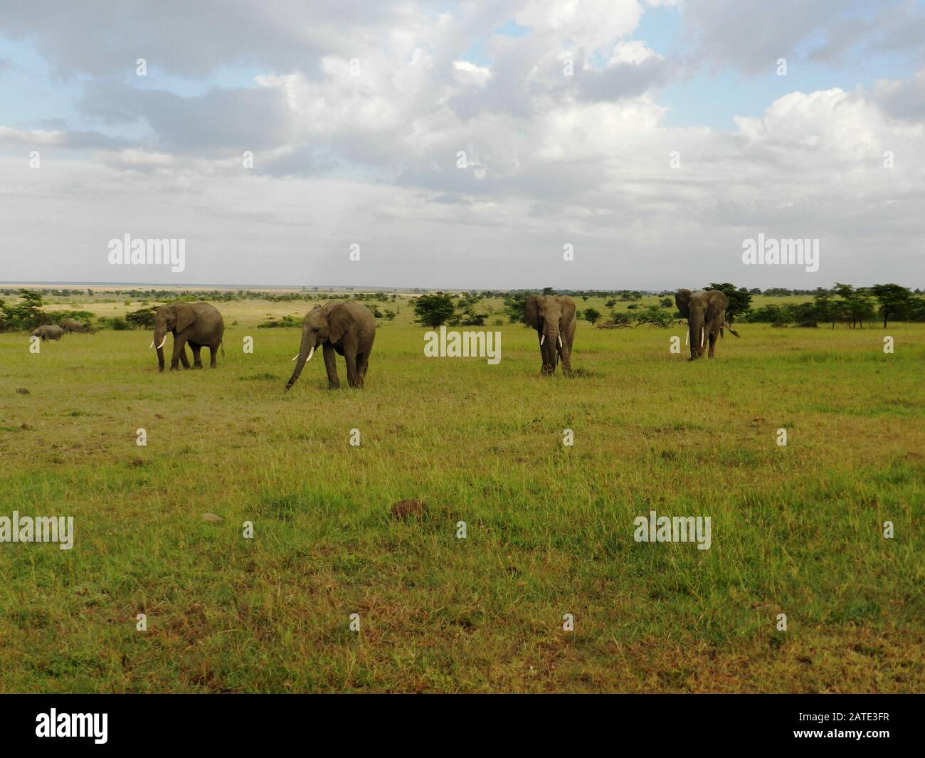 Eine Gruppe von Elefanten in der wunderschönen afrikanischen Savanne Stockfoto