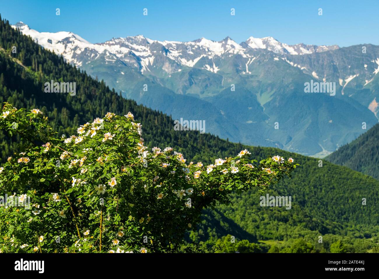 Blühender wilder Rosenstrauch mit schneebedeckten Gipfeln des Kaukasusgebirges im Hintergrund an einem Sommertag. Svaneti, Georgia. Stockfoto