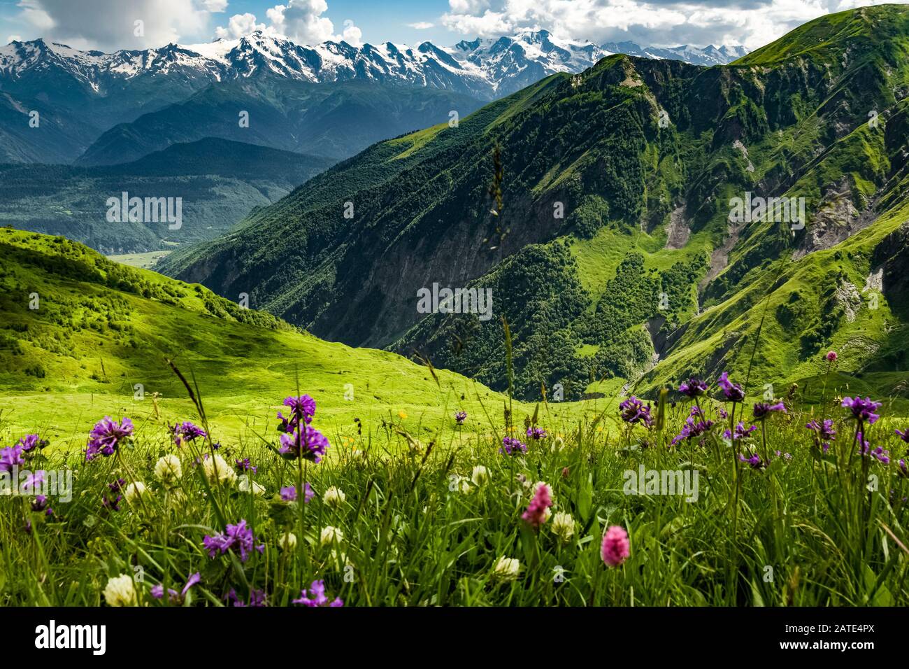 Grüne Wiese voller blühender Wildblumen in Georgien mit Blick auf das Kaukasusgebirge Stockfoto