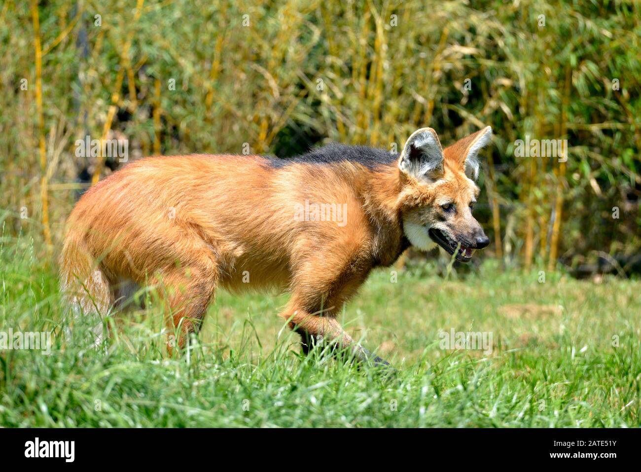 Maned Wolf (Chrysocyon brachyurus), der im Gras spaziert und vom Profil aus gesehen wird, den offenen Mund Stockfoto