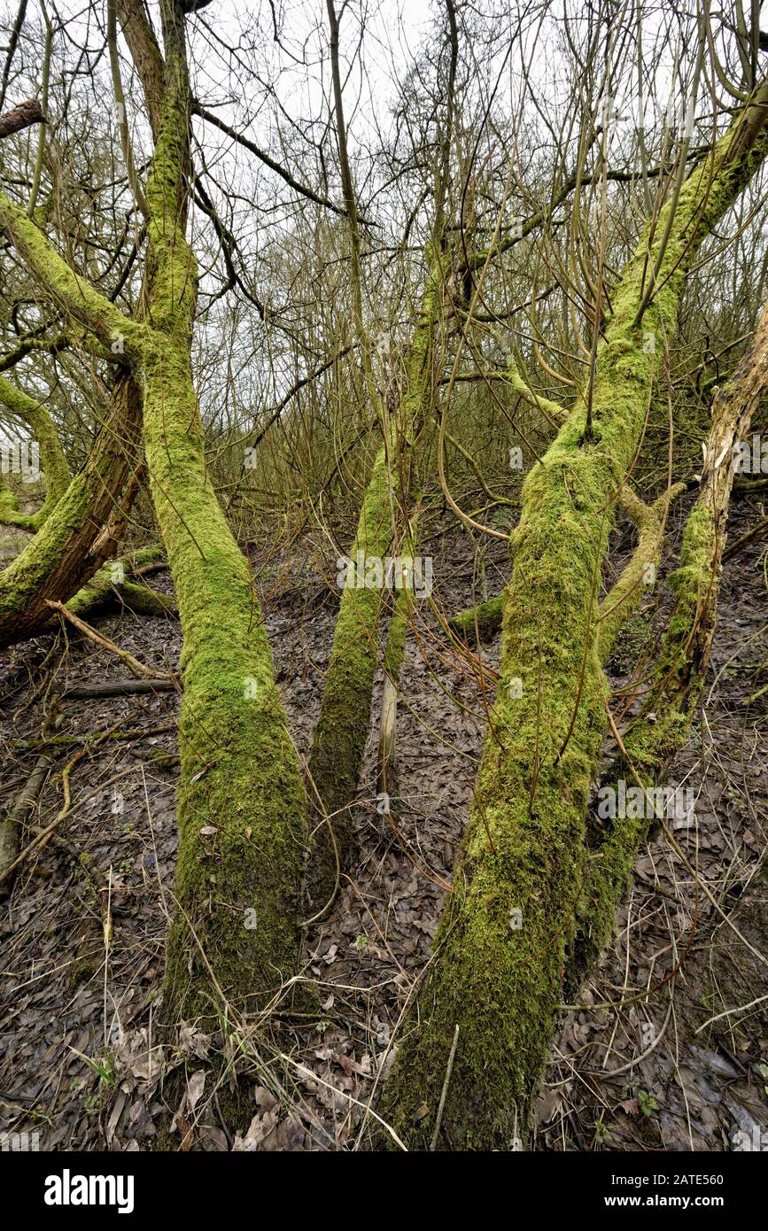 Bäume mit Moos, Algen, Flechten, Shipley Country Park, Derbyshire, England, Großbritannien Stockfoto