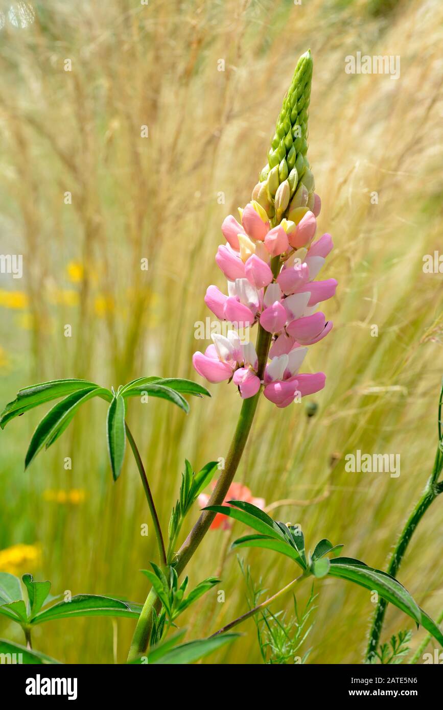 Pinkfarbene Lupinenblüte (Lupinus) Stockfoto