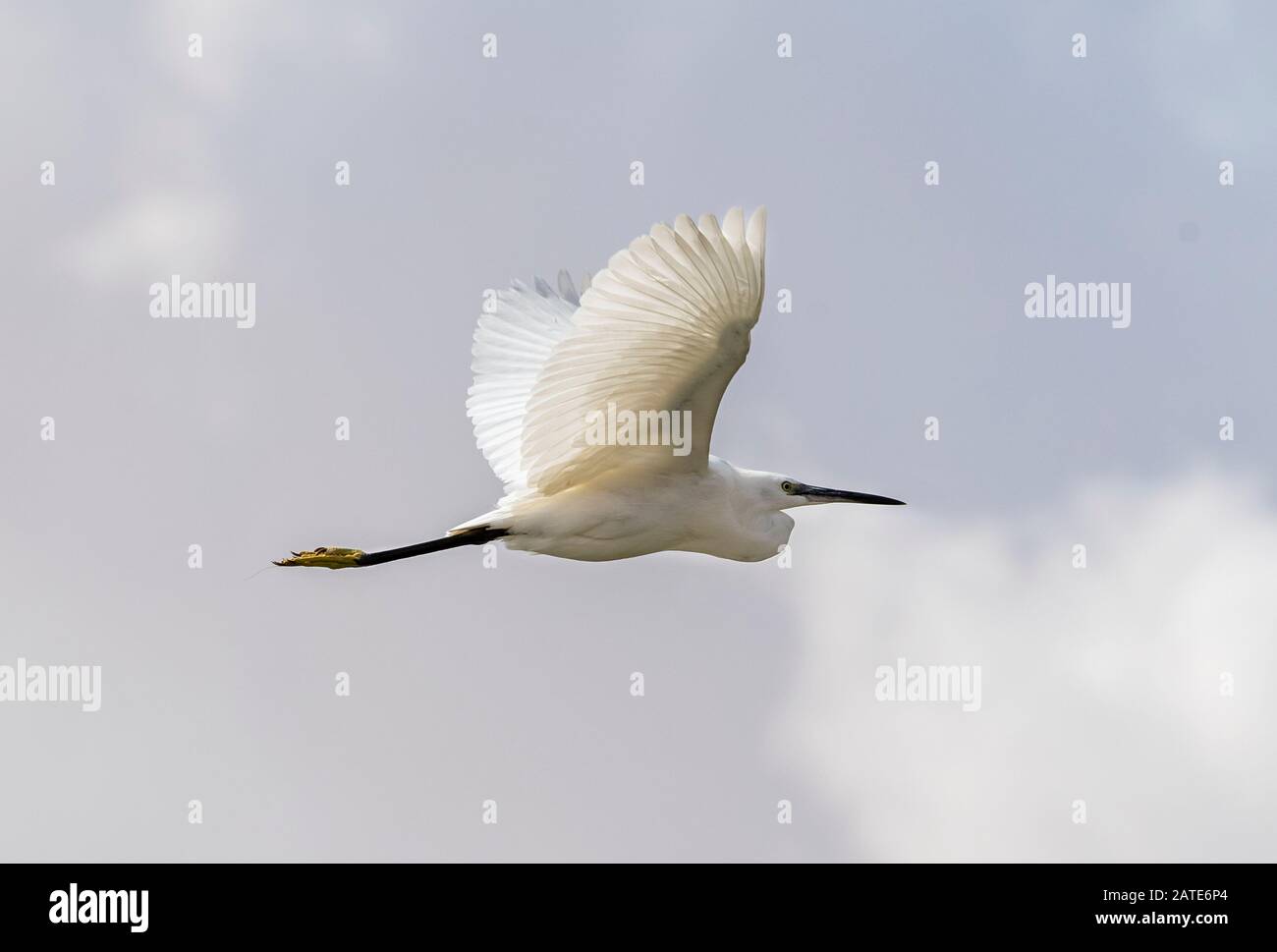 Weißer großer Egret, der auf den Himmel fliegt Stockfoto