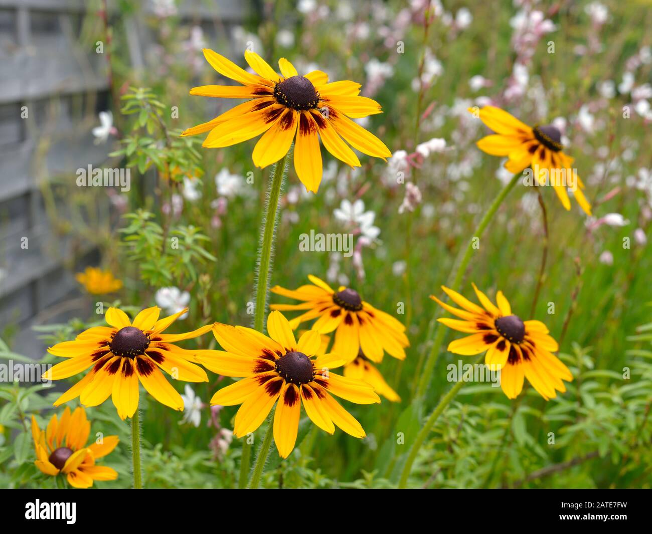 Nahaufnahme der gelben Koneblumen rudbeckia Stockfoto