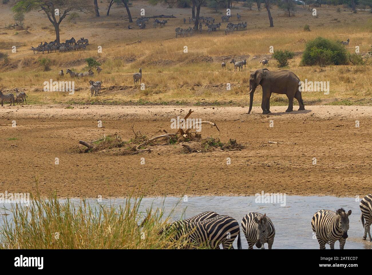 Während der Hitze des Tages suchen Zebrahherden im Tarangiretal Schatten Stockfoto