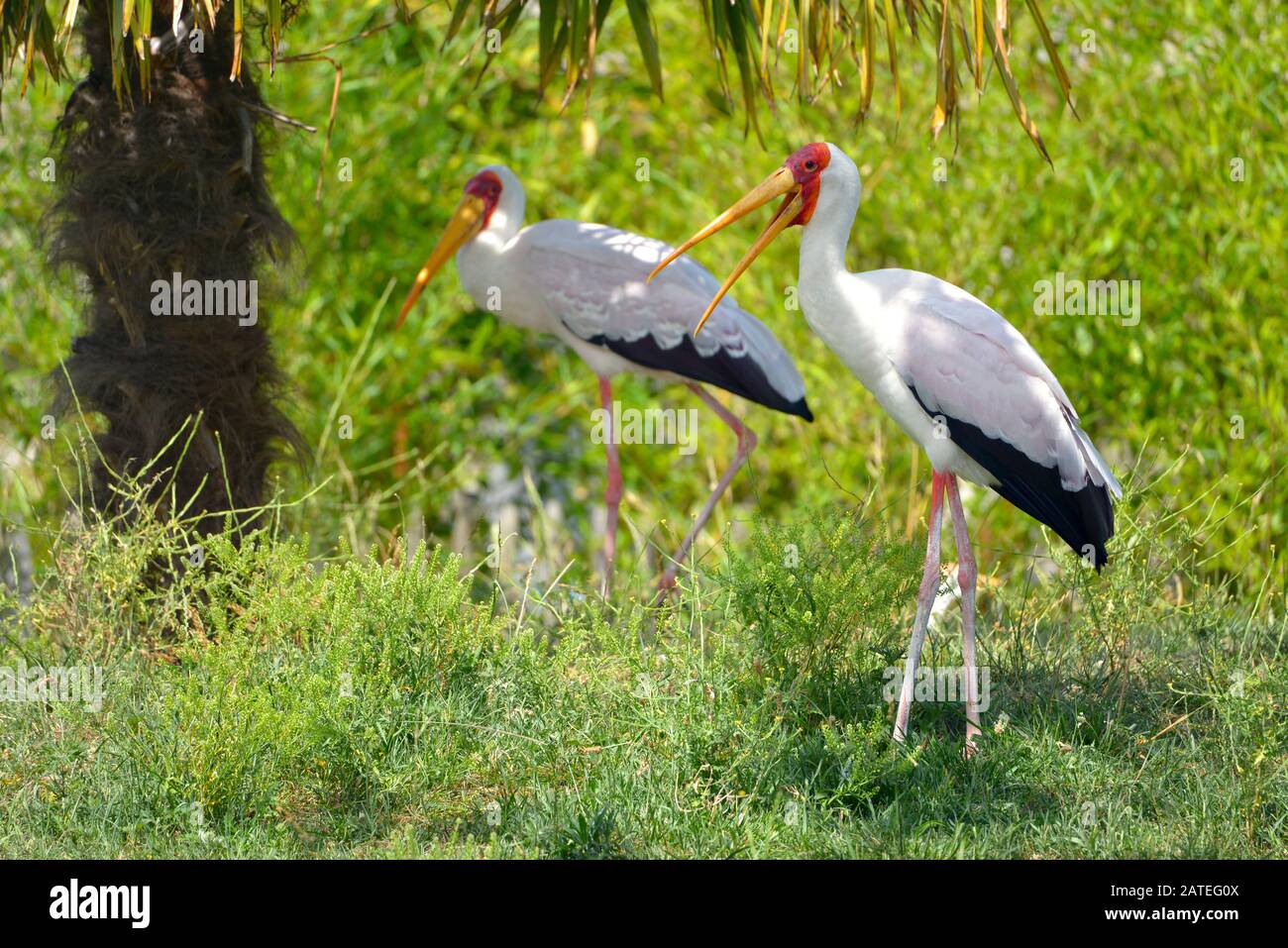 Gelb-Schank (Mycteria Ibis) steht auf Gras, dem offenen Schnabel Stockfoto