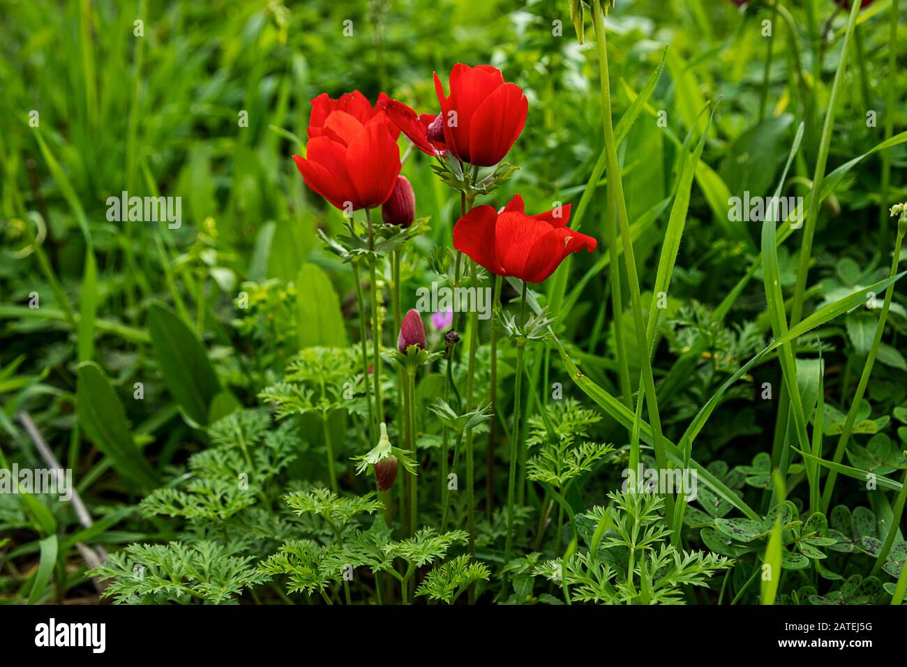 Rote natürliche Anemonen Coronaria blühen in grünem Gras Stockfoto