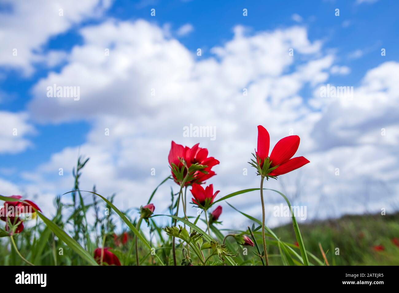 Rote natürliche Anemonen Coronaria blühen im grünen Gras gegen den blauen Himmel mit Wolken Stockfoto