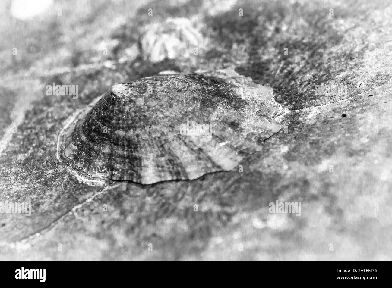 Ein Schwarz-Weiß-Bild eines Schwemmkegels (Patella vulgata), das darauf wartet, dass das Meer wieder zu dem Felsen zurückkehrt, an dem es am felsigen Ufer von Yokshire befestigt ist Stockfoto