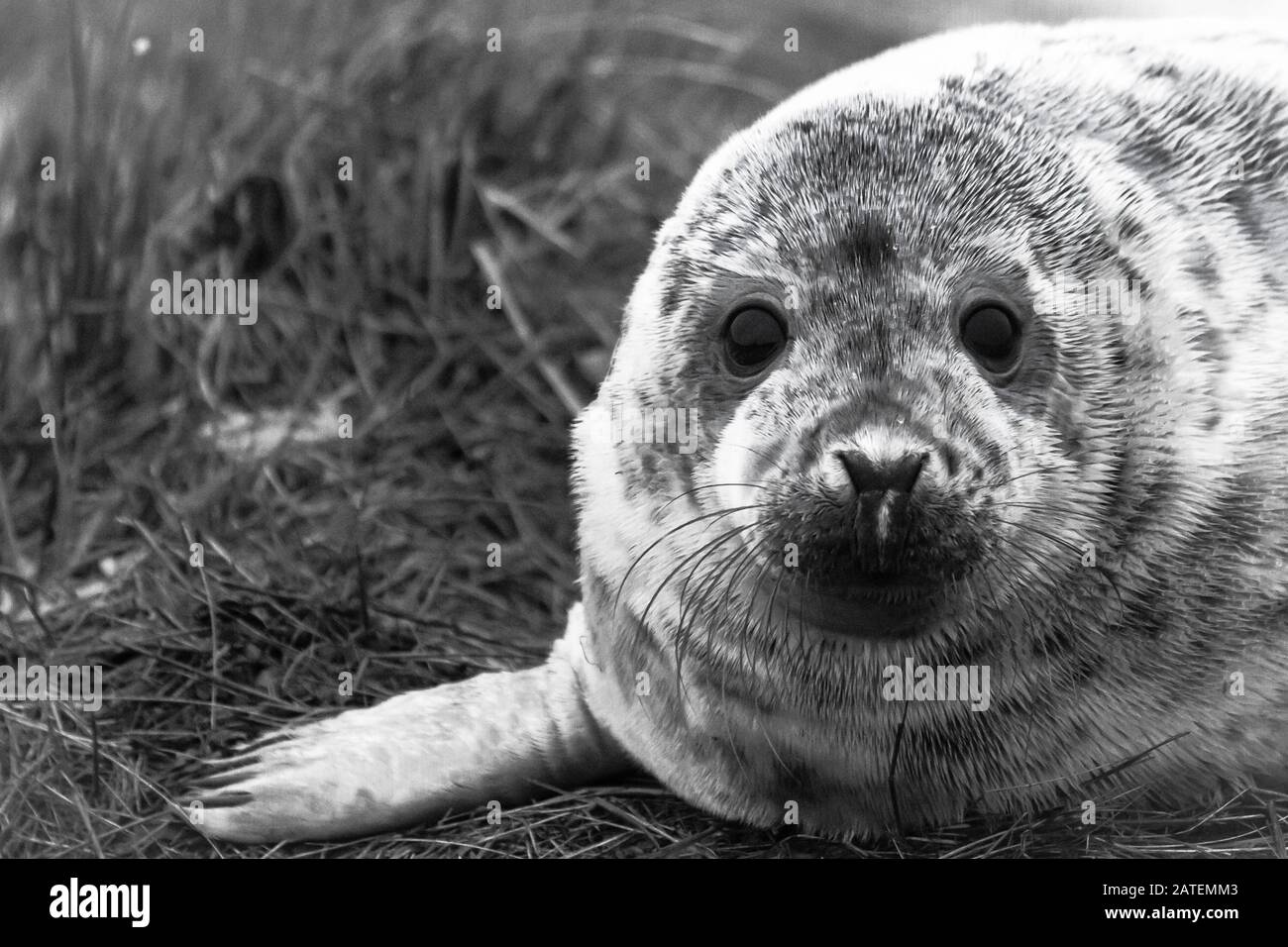 Ein dramatisches Schwarz-Weiß-Bild eines jungen Grauens Seal Pup (Halichoerus grypus) starrt direkt auf die Kamera Stockfoto