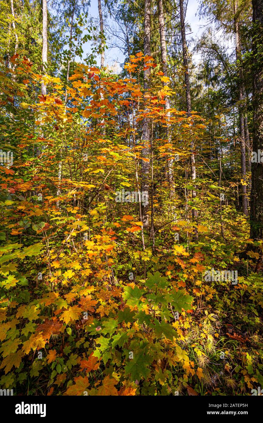 Ahornbäume im Herbst Farben Stockfoto
