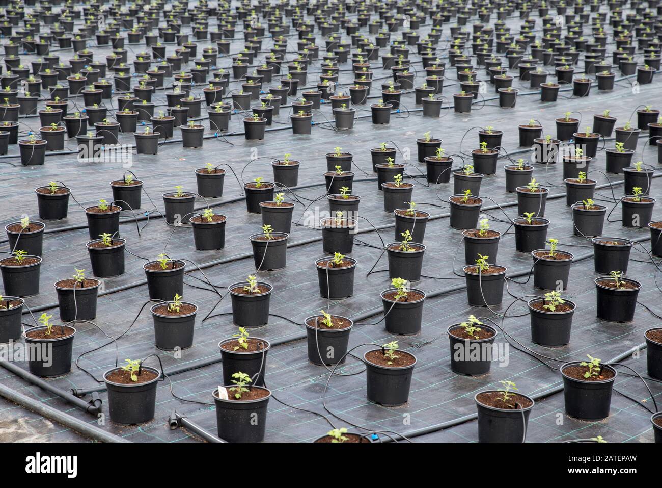 Gewächshaus für Chrysanthemum Blumensämling Pflanzen Parzellen. Desinfektionsfolie für den Boden. Bewässerung Von Blumentopfpflanzen. Stockfoto