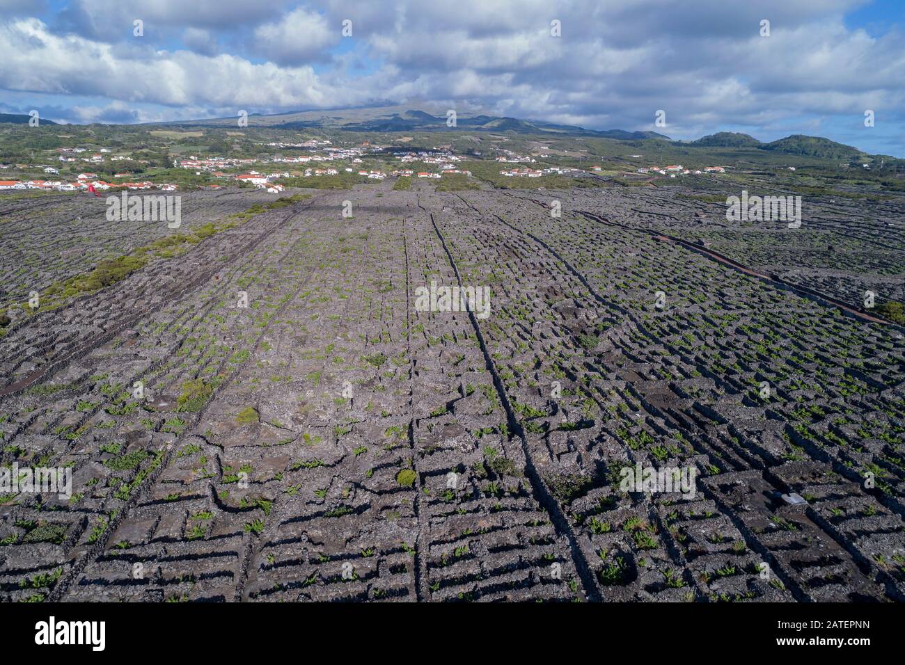 Luftaufnahme des Weinguts auf Pico Island, Pico Island, Acores Stockfoto