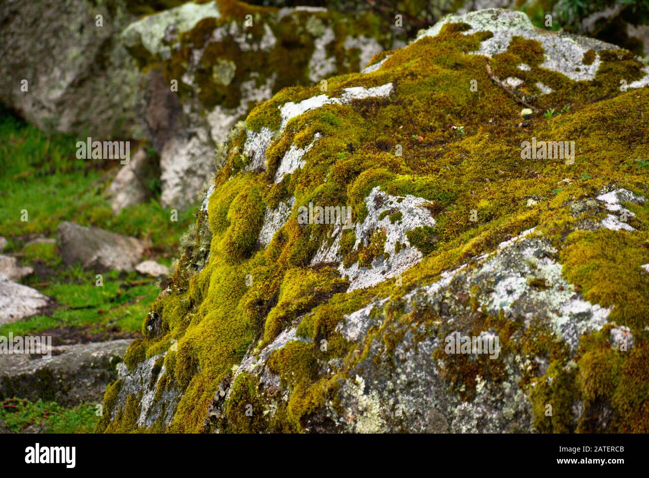 Flechten und Moos wachsen auf einem Felsen im Huascaran-Nationalpark Peru Stockfoto