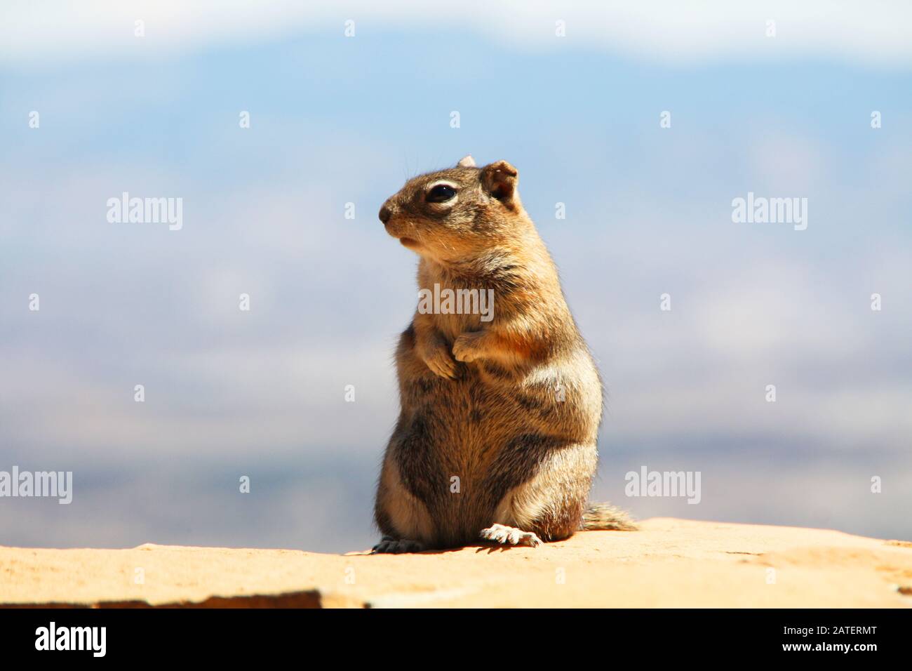 Gleithörnchen im Bryce Canyon USA Reiseziel Stockfoto