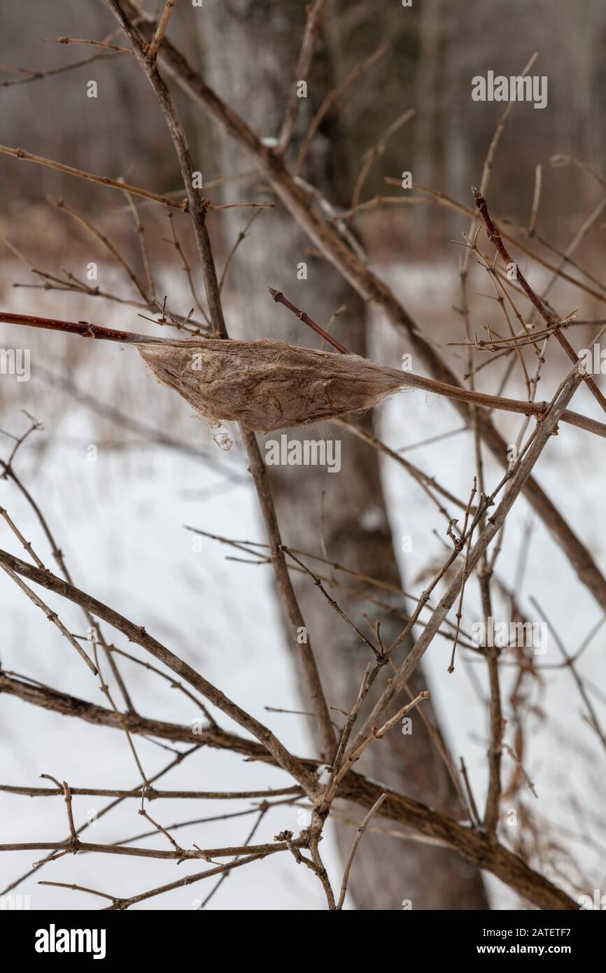 Cecropia cococoon (Hyalophora cecropia), gesponnen an Baumgliedmaßen, Winter, E USA, von James D Coppinger/Dembinsky Photo Assoc Stockfoto