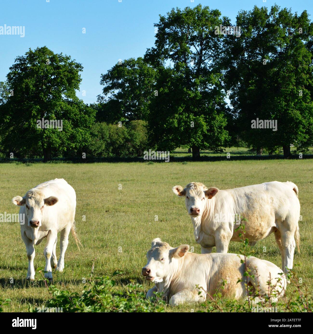 Eine Herde von Charolais-Kühen, auf einer grünen Weide auf dem Land. Stockfoto