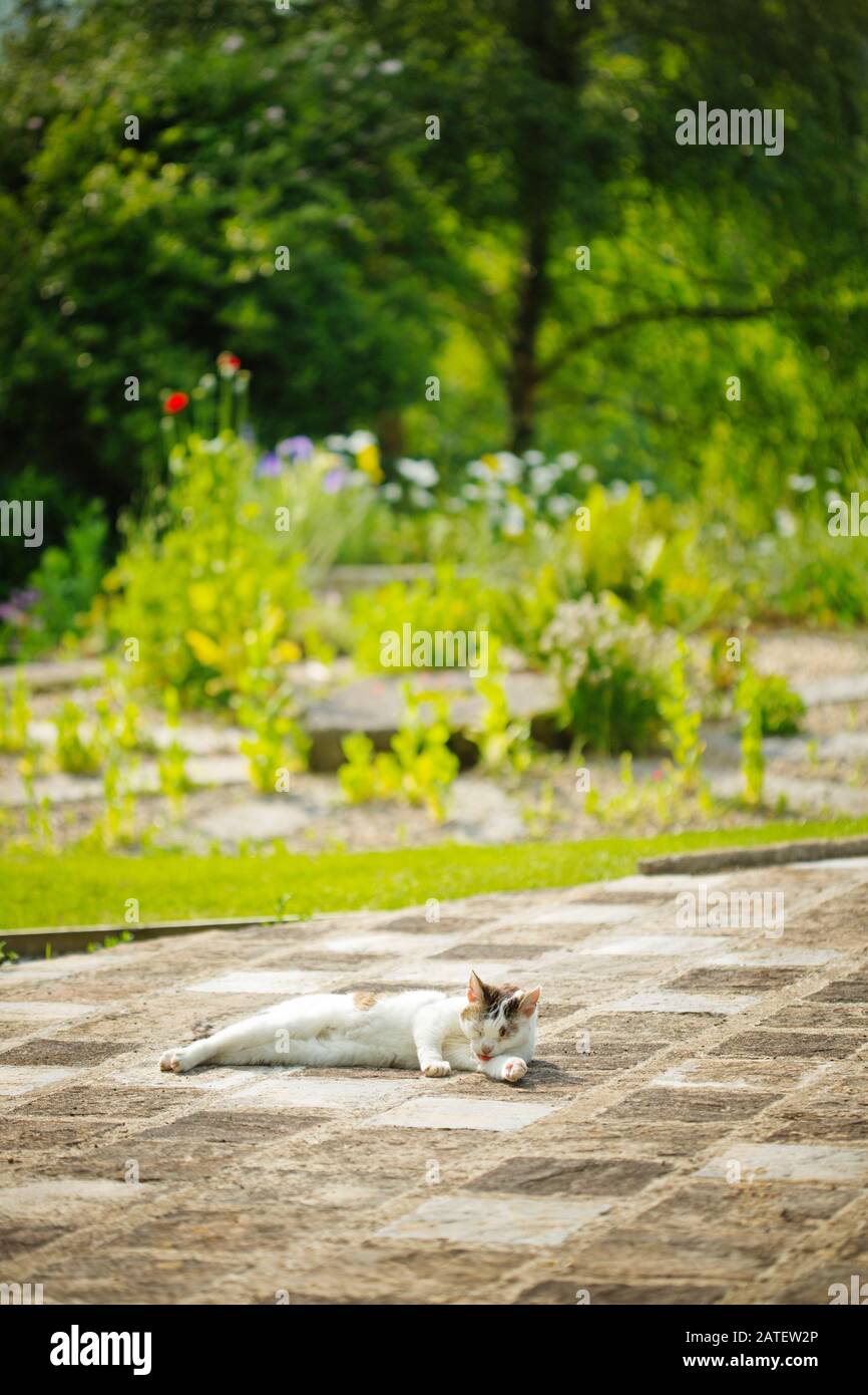 Katze liegt in einem Garten im Sommer, Devon, Großbritannien Stockfoto