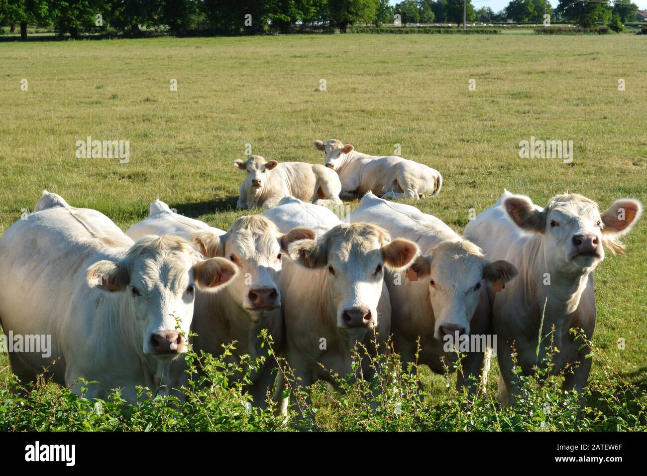 Eine Herde von Charolais-Kühen, auf einer grünen Weide auf dem Land. Stockfoto