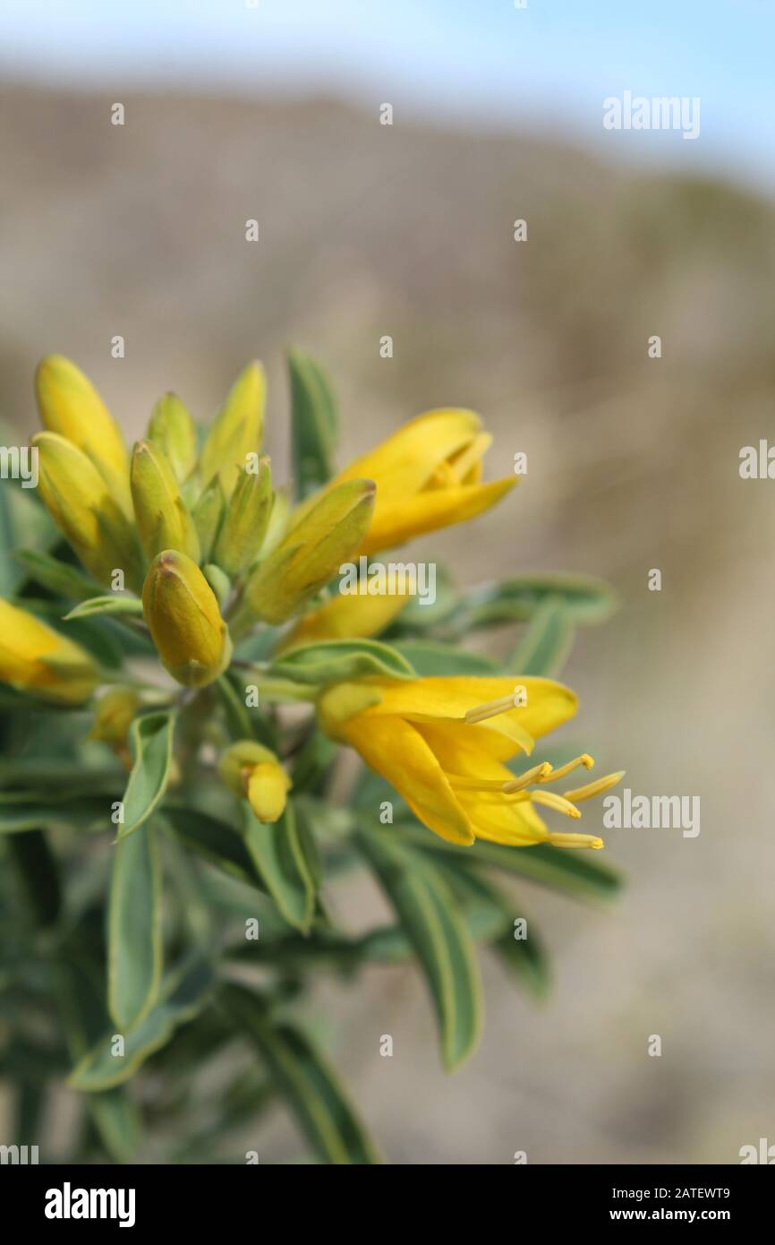Eine der ersten einheimischen Pflanzen, die während kühlerer Monate in der südlichen Mojave-Wüste blühen, ist Bladderpod, Peritoma Arborea, im Joshua Tree NP. Stockfoto